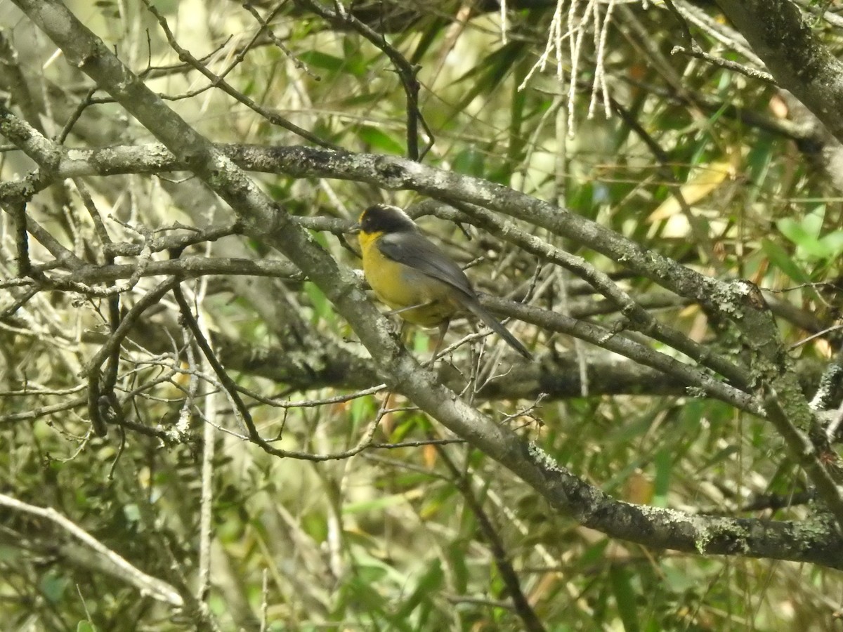 Pale-naped Brushfinch - ML643323472