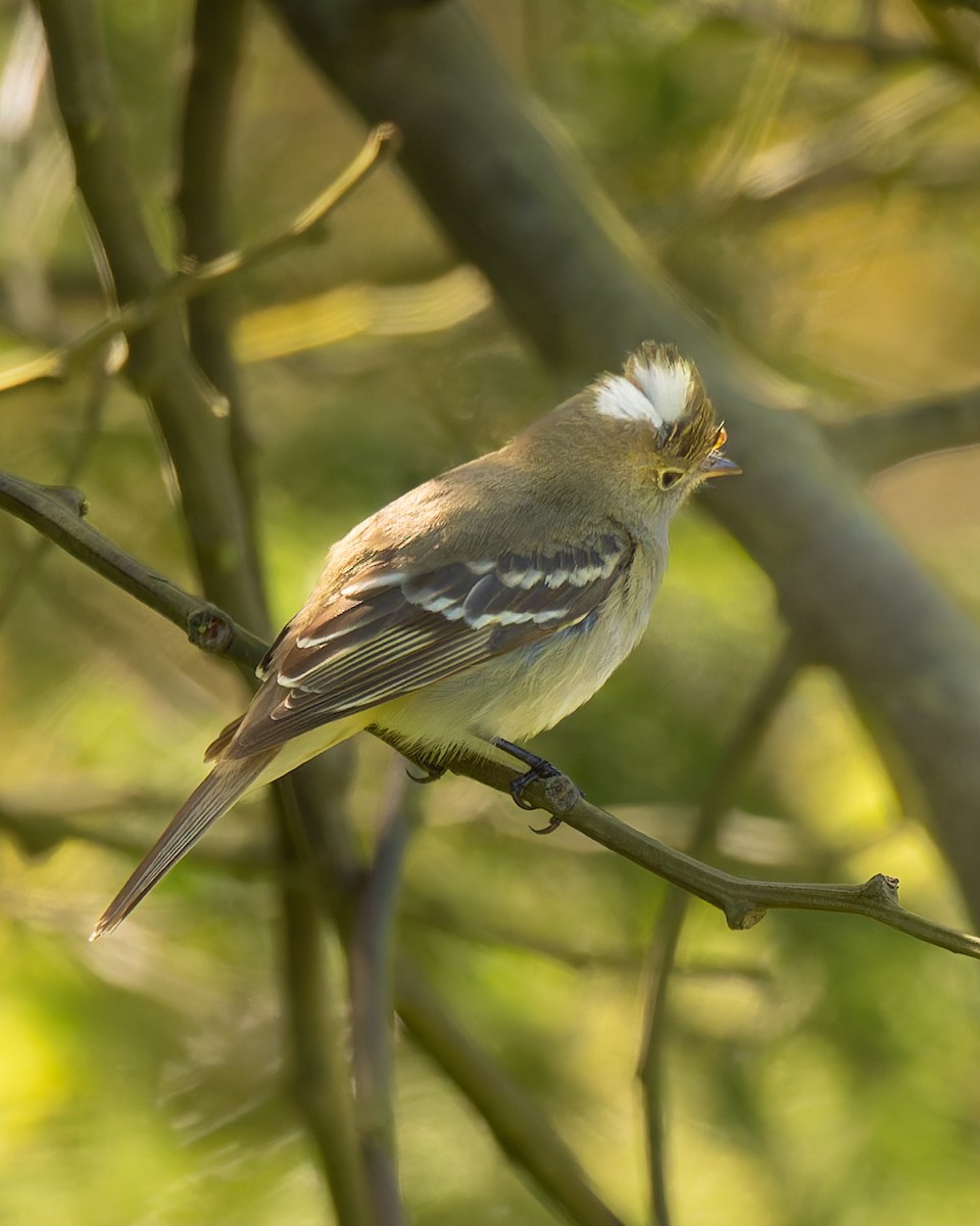 White-crested Elaenia - ML643323475