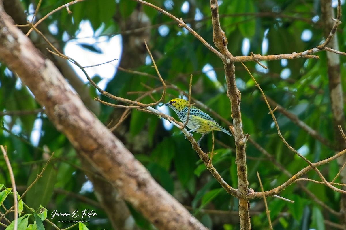 Speckled Tanager - ML643323489