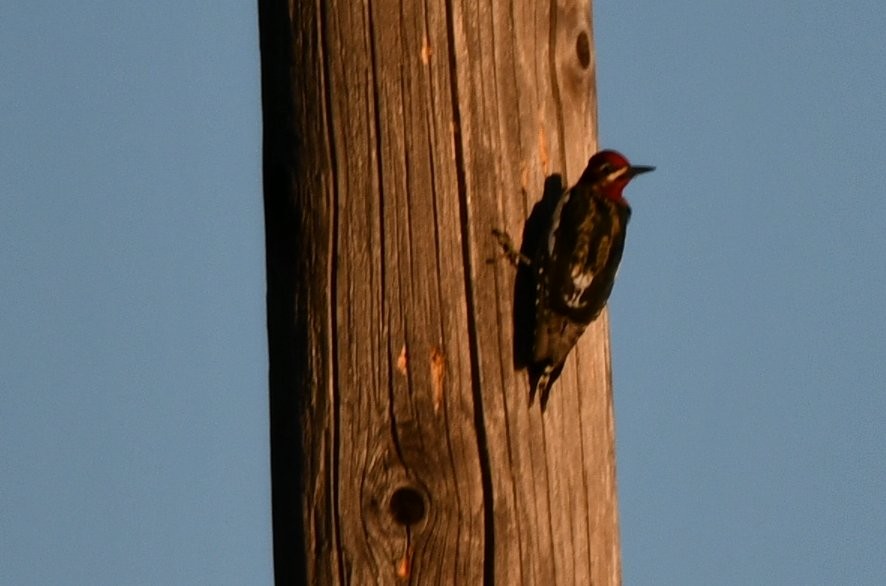 Red-breasted Sapsucker - ML643323502