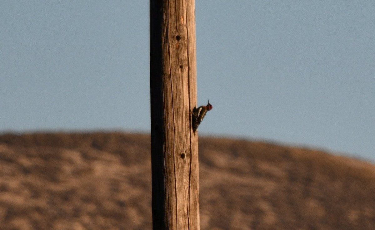 Red-breasted Sapsucker - ML643323503