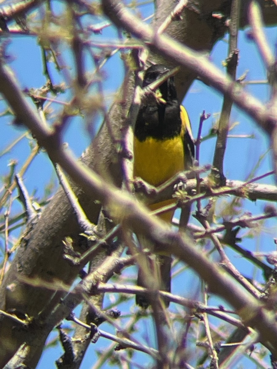 Scott's Oriole - ML643323511