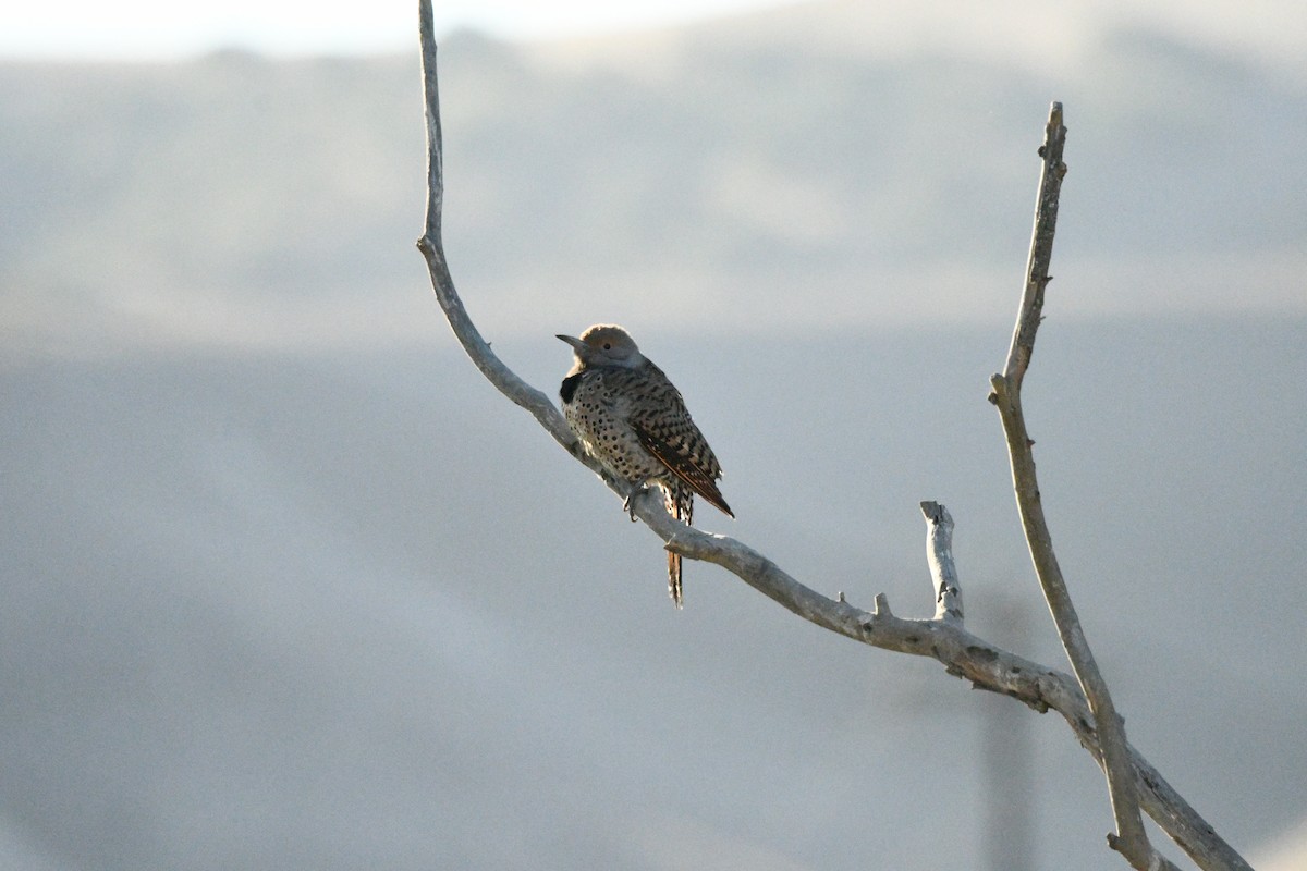 Northern Flicker (Red-shafted) - ML643323523