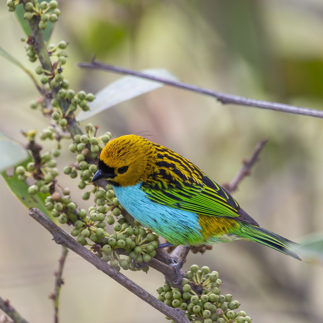 gullsnittanagar - ML643323526