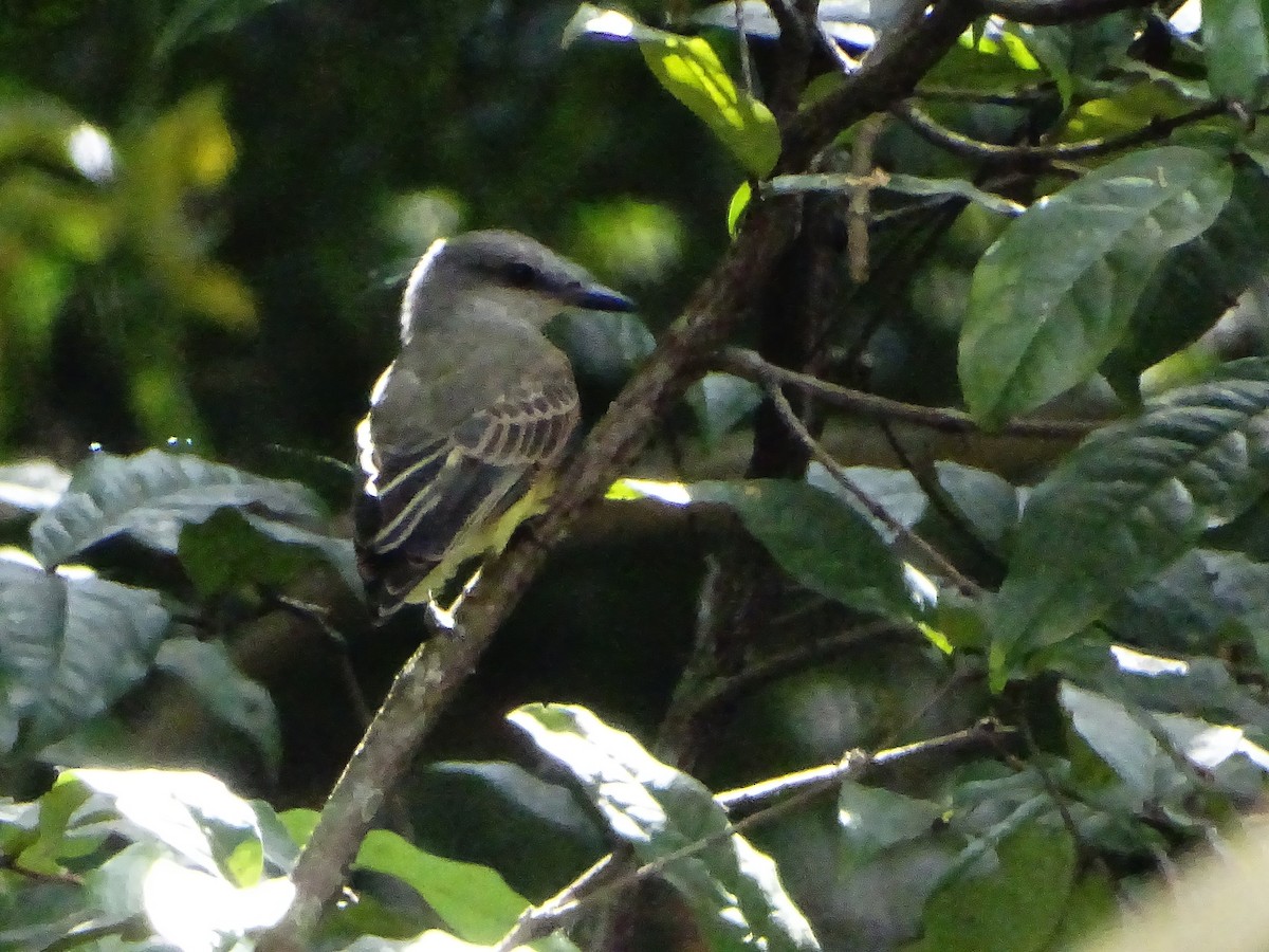 Tropical Kingbird - ML643323543