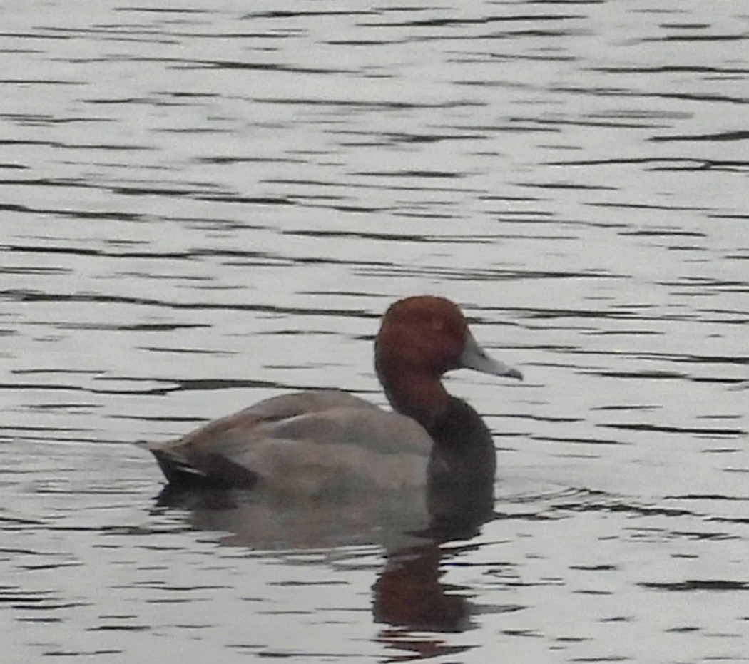 Redhead - ML643323545