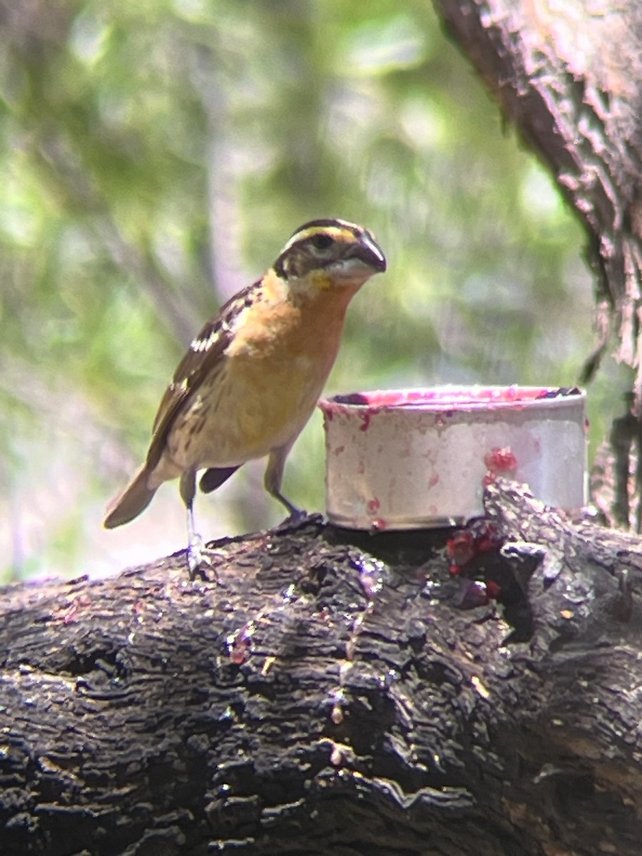Black-headed Grosbeak - ML643323549