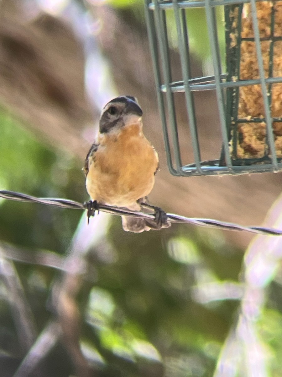 Black-headed Grosbeak - ML643323550