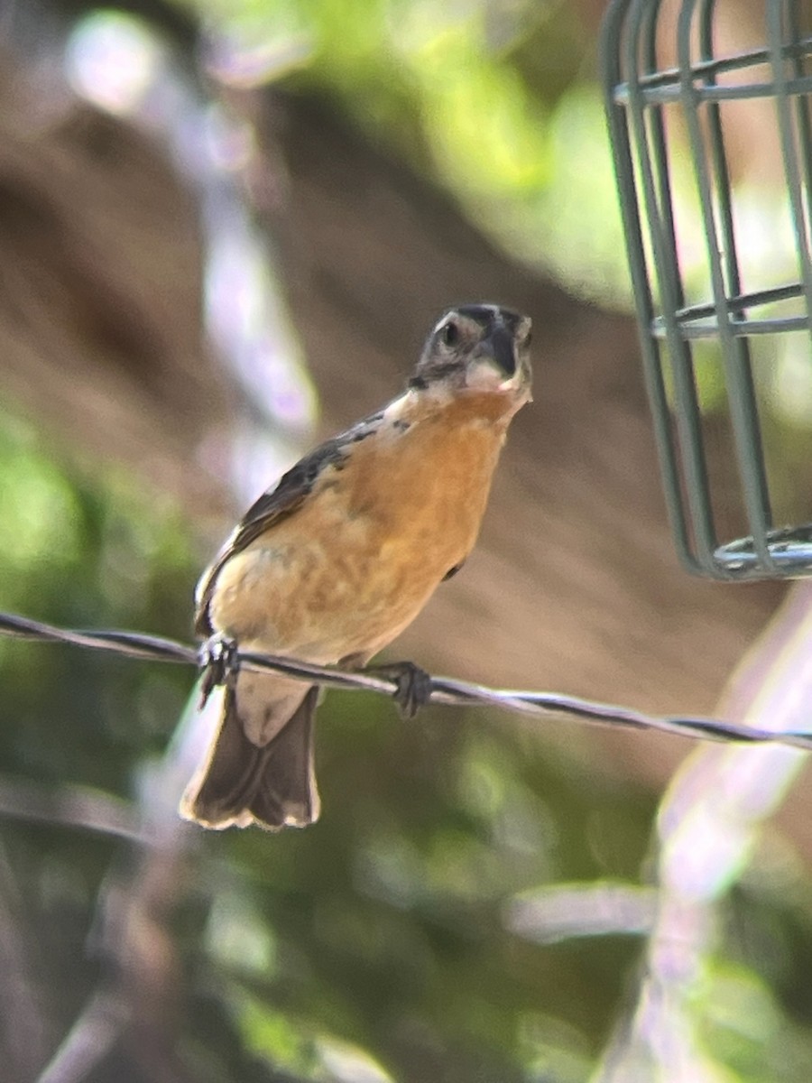 Black-headed Grosbeak - ML643323551