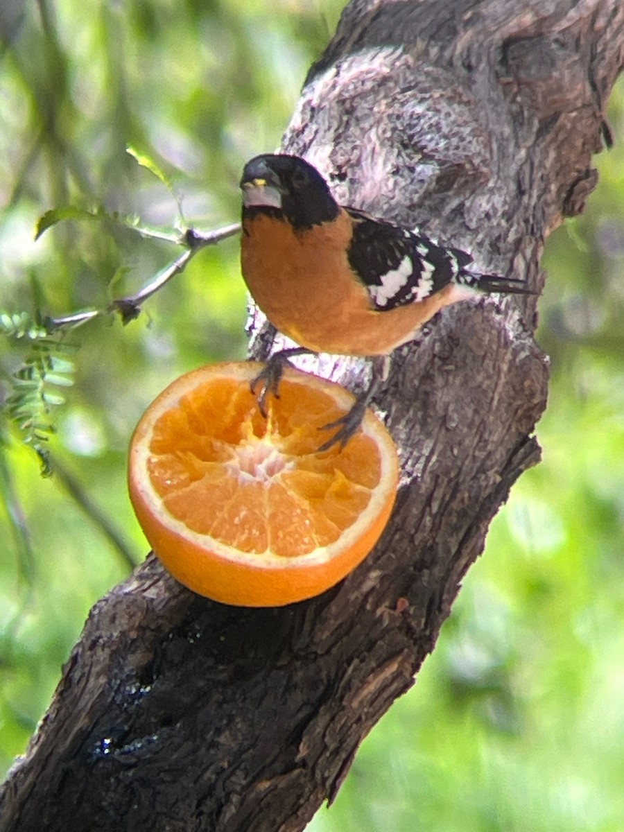 Black-headed Grosbeak - ML643323552