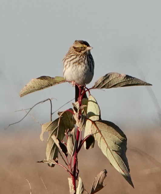 Savannah Sparrow - ML643323557