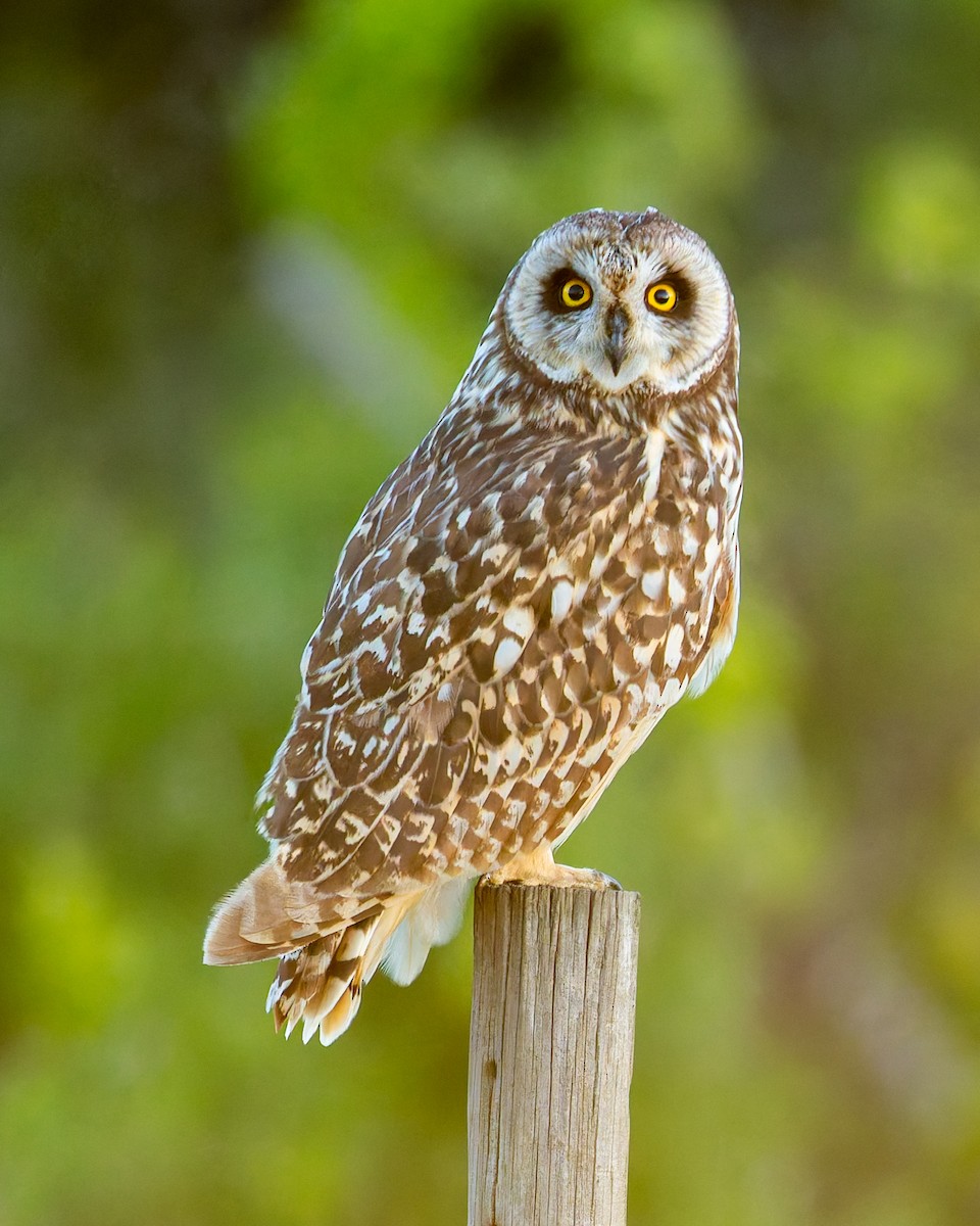 Short-eared Owl - ML643323561