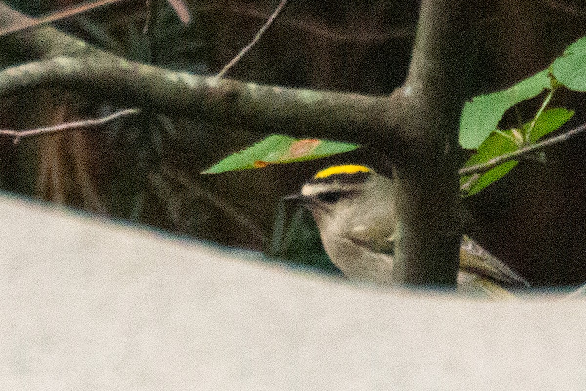 Roitelet à couronne dorée - ML643323564
