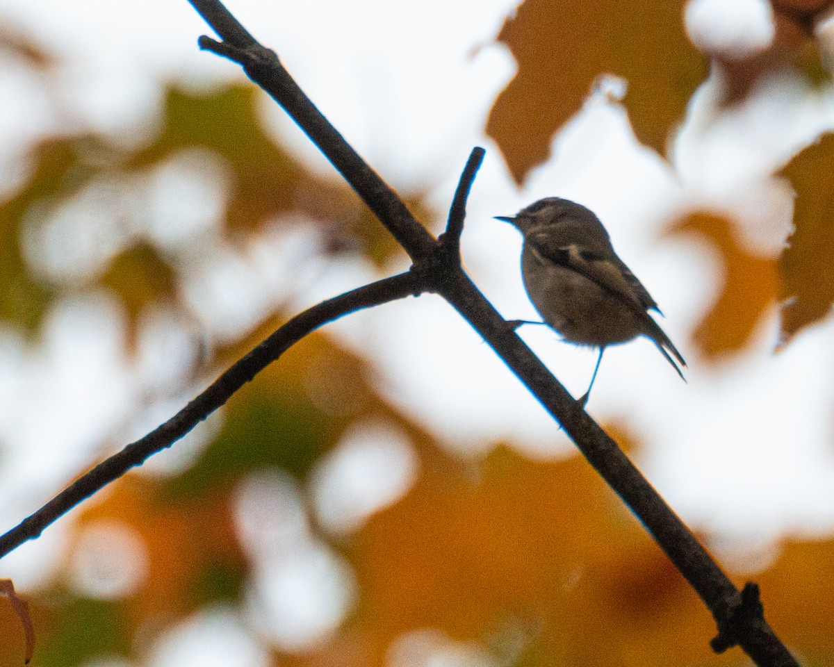 Roitelet à couronne dorée - ML643323565
