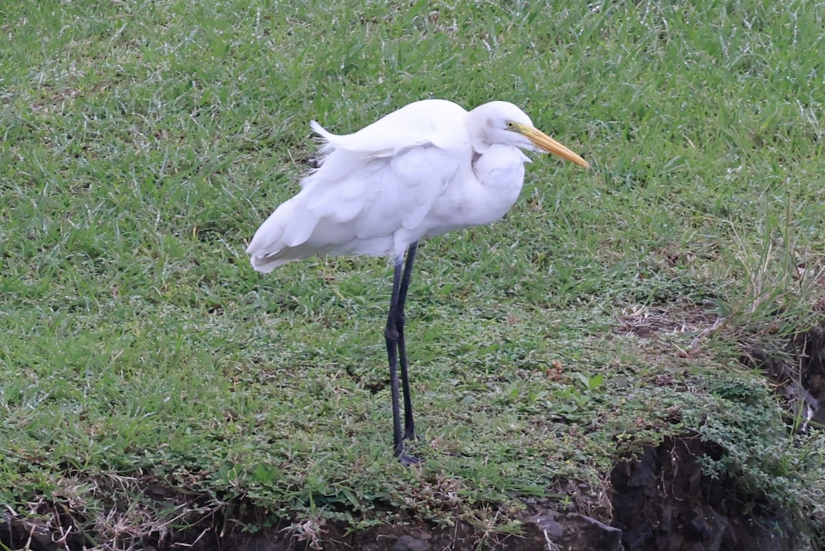 Grande Aigrette - ML643323567