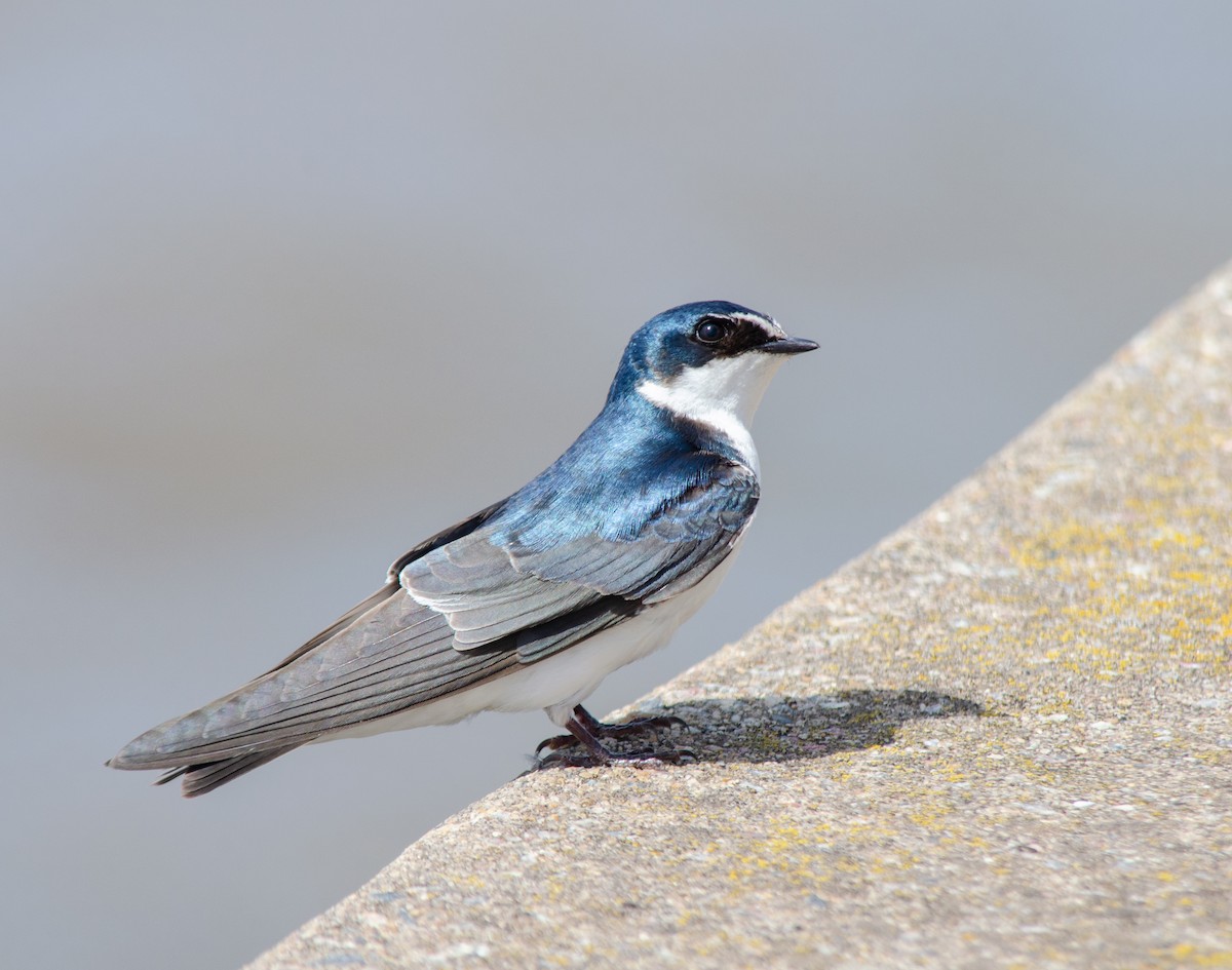 Hirondelle à diadème - ML643323586