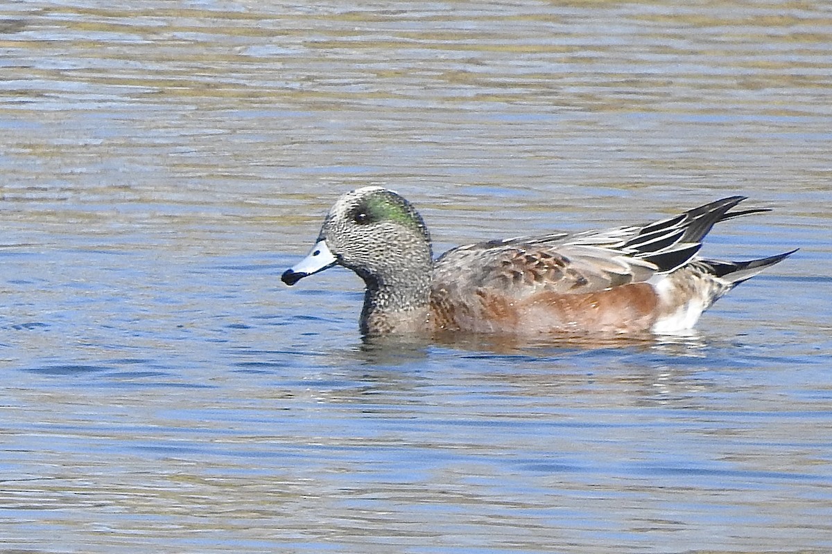 Canard d'Amérique - ML643323602