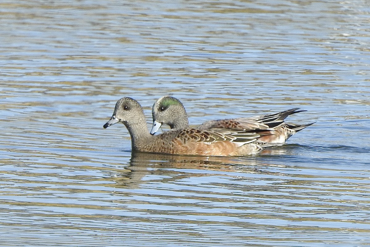 Canard d'Amérique - ML643323603