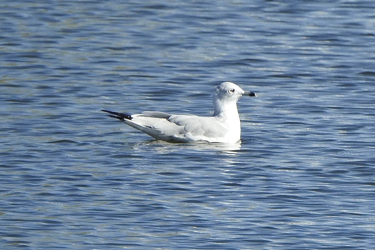 Ring-billed Gull - ML643323619