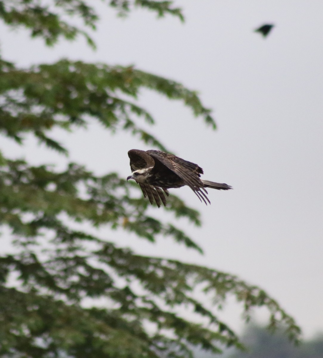 Snail Kite - ML643323623