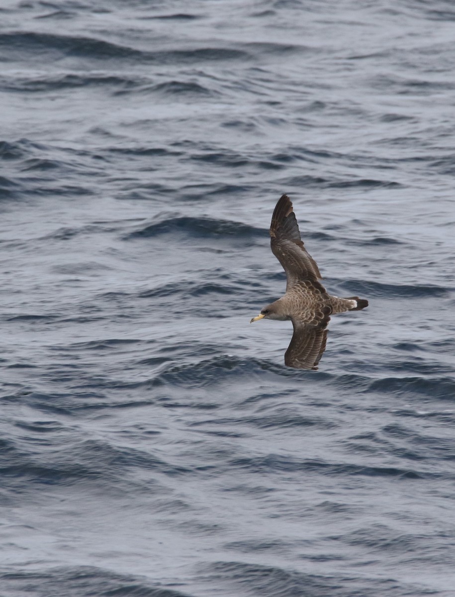 Cory's Shearwater - ML643323638