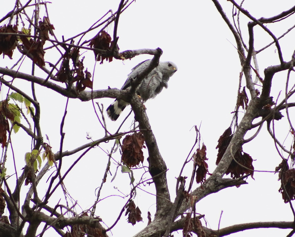 Gray-lined Hawk - ML643323655