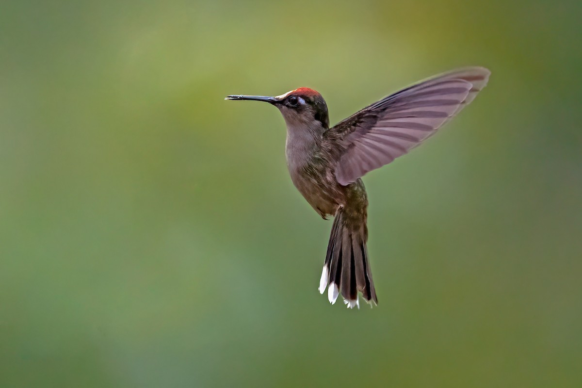 Андский цветноголов - ML643323665