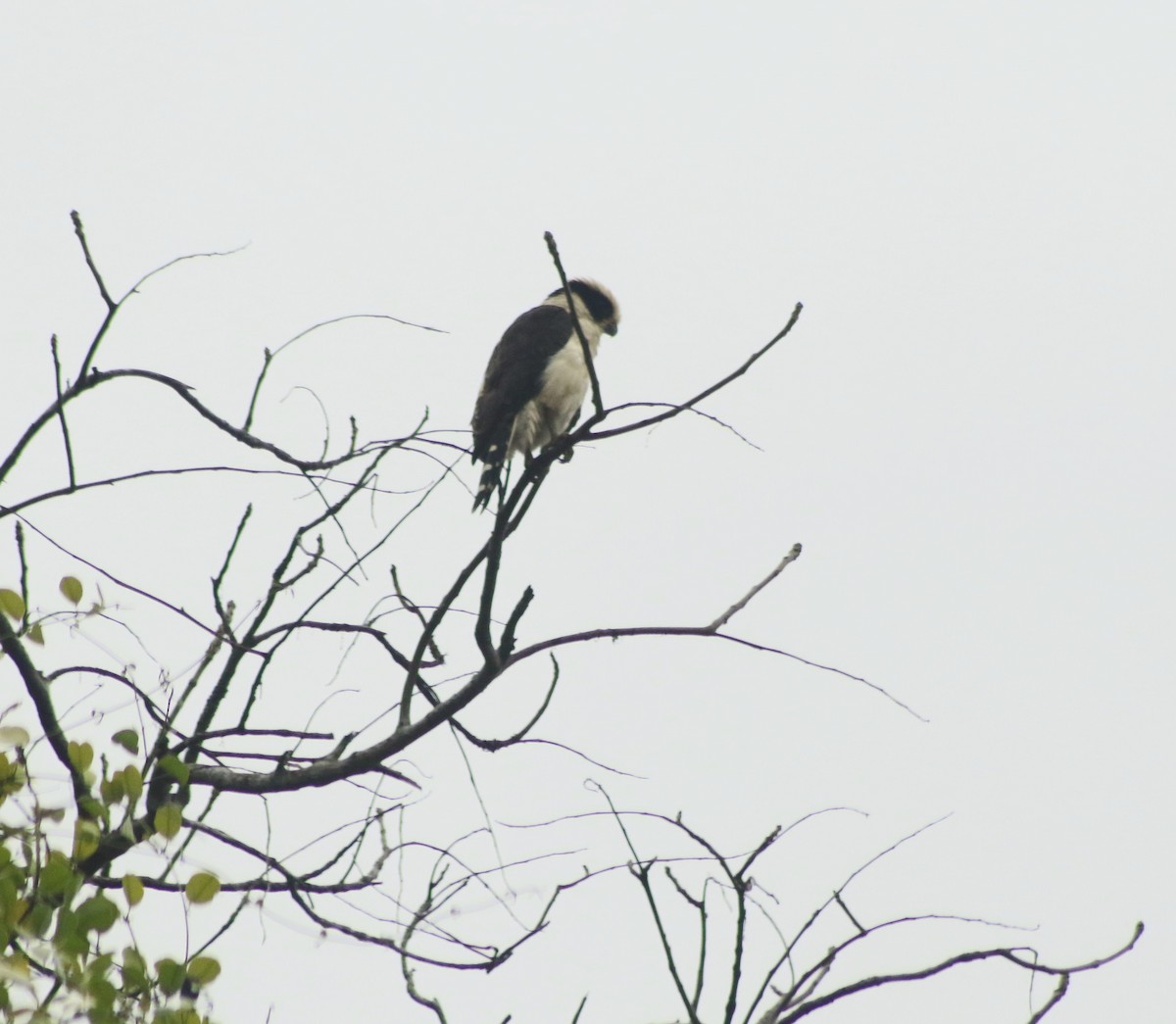 Laughing Falcon - ML643323667