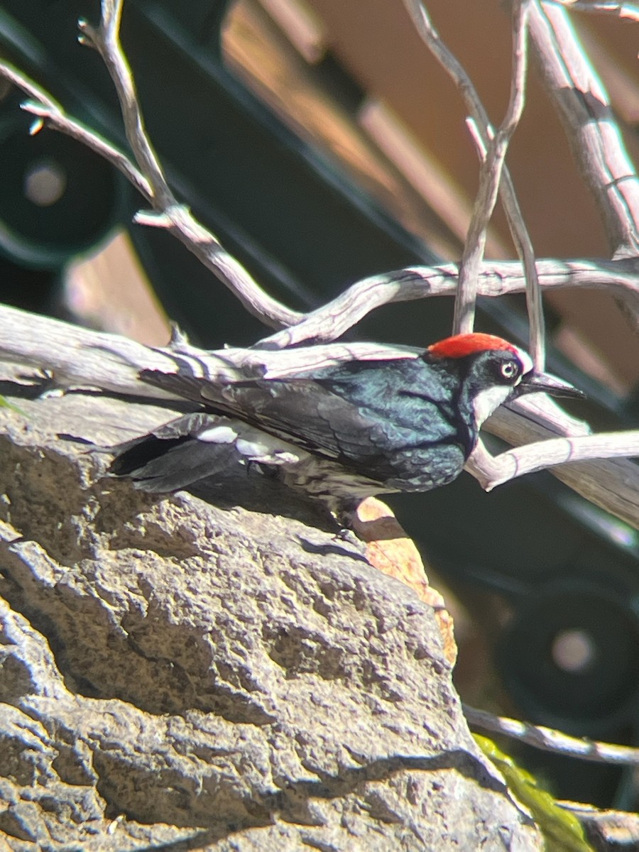 datel sběrač - ML643323702