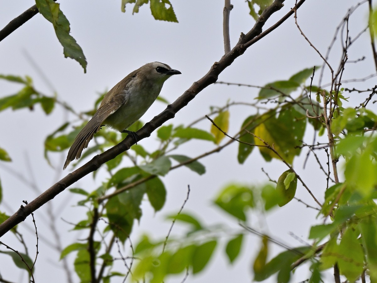 Yellow-vented Bulbul - ML643323708