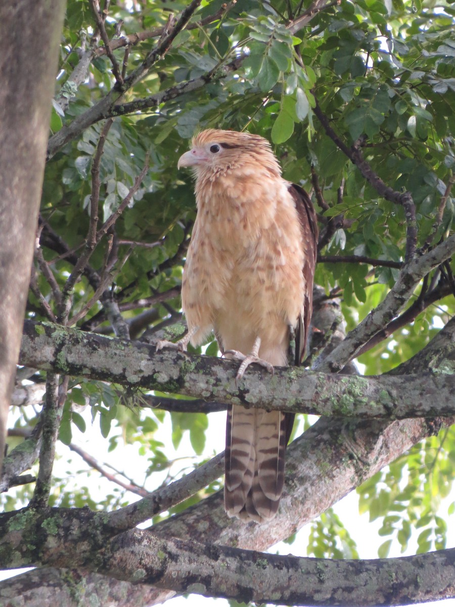 Yellow-headed Caracara - ML643323710