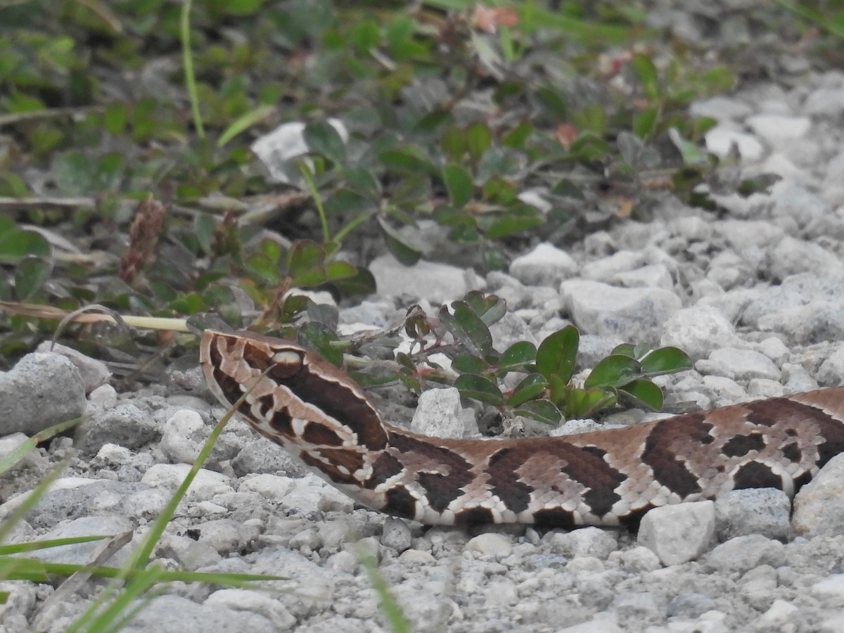 Animals - ML643323721