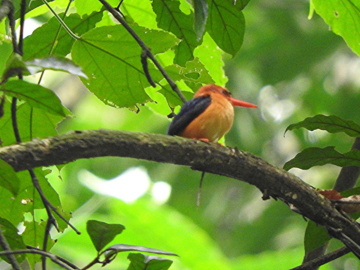 African Dwarf Kingfisher - ML643323723