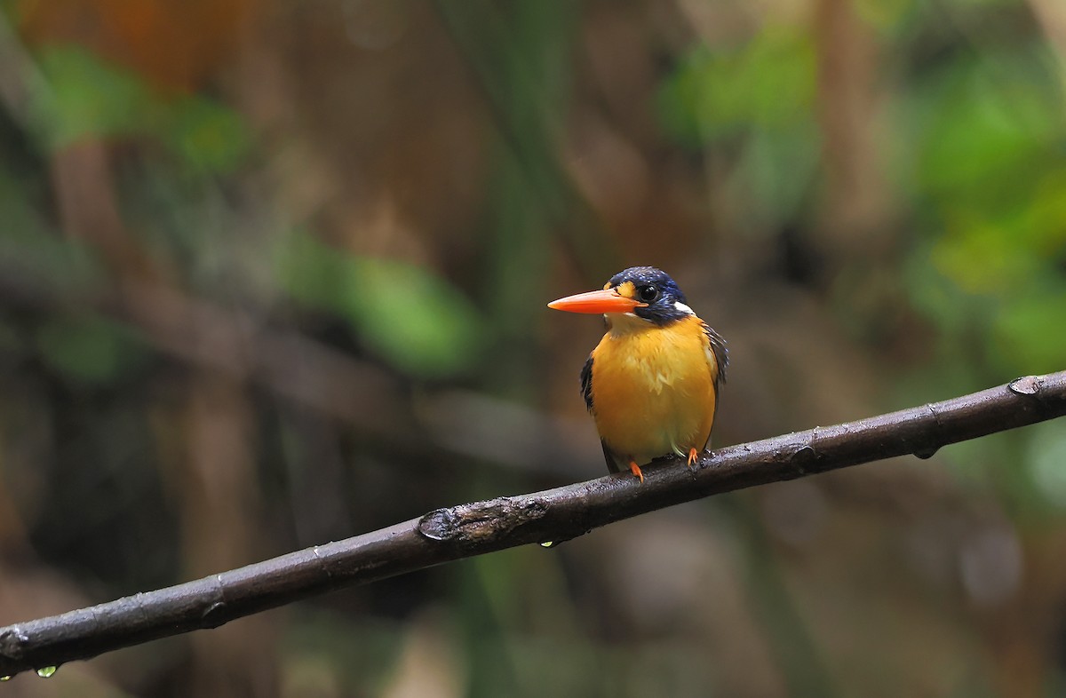 Moluccan Dwarf-Kingfisher (North Moluccan) - ML643323724