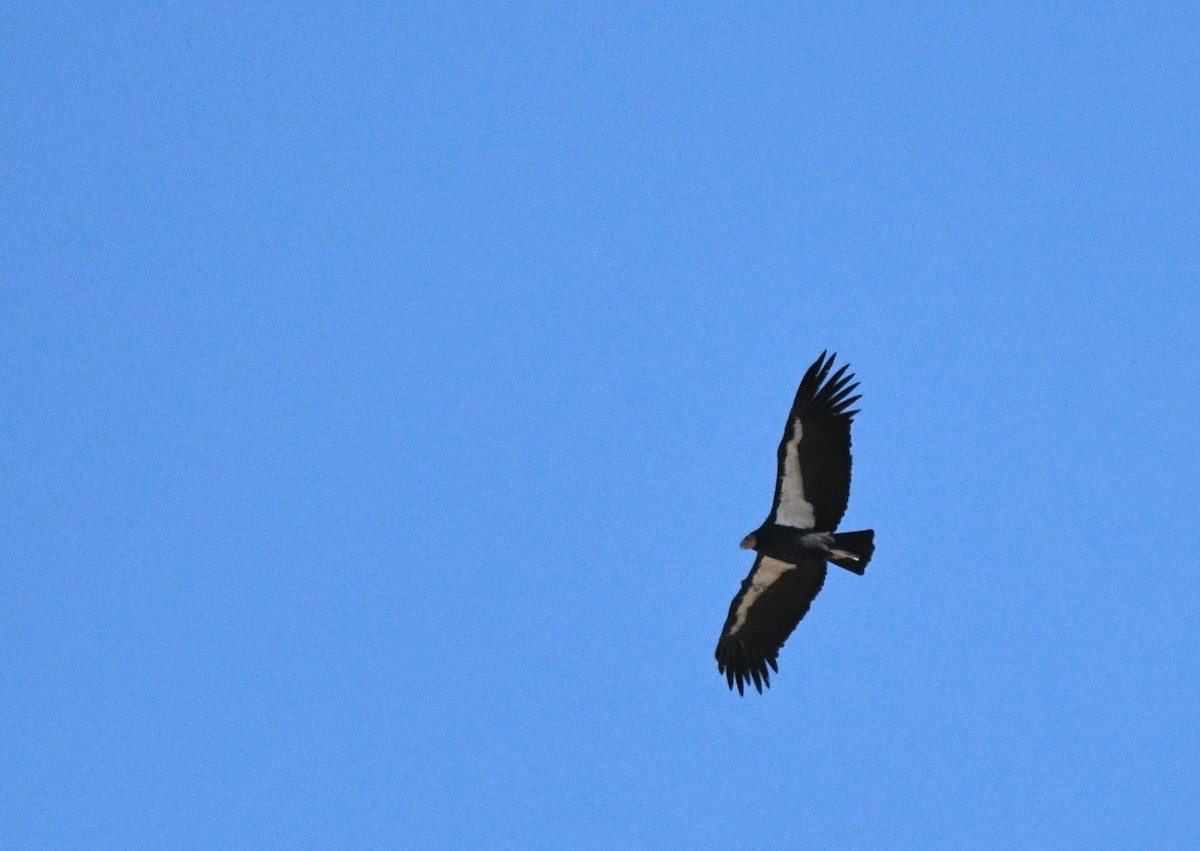 California Condor - ML643323741