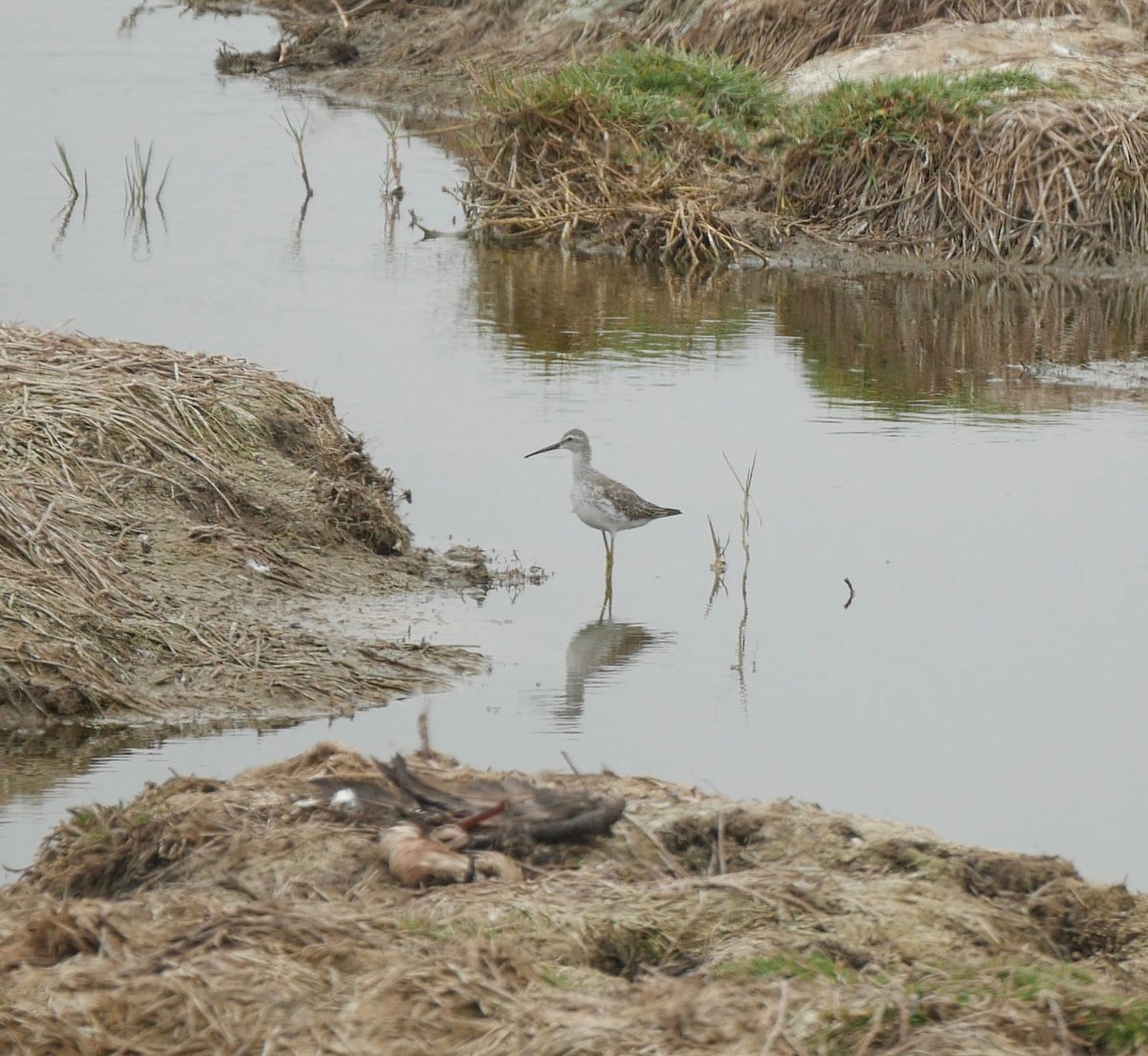 styltesnipe - ML643323752