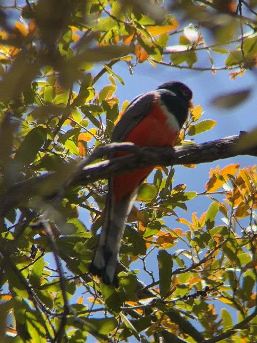 trogon měděnoocasý - ML643323797