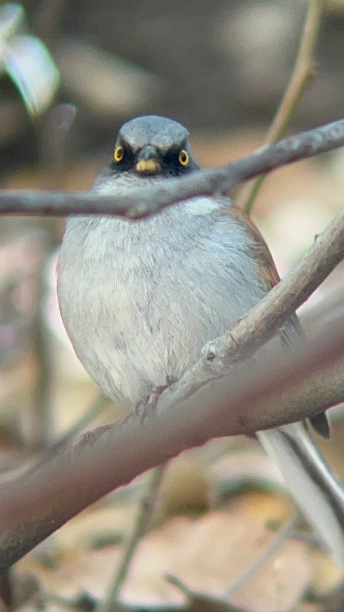 Yellow-eyed Junco - ML643323827