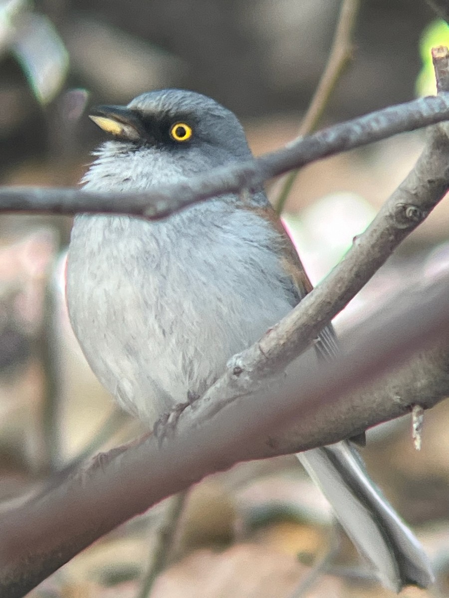 Yellow-eyed Junco - ML643323828