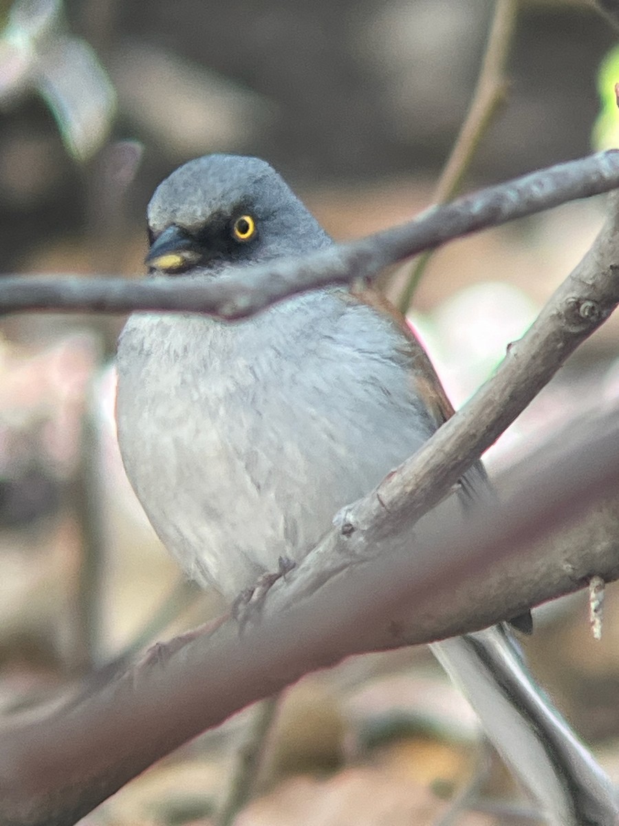 Yellow-eyed Junco - ML643323829