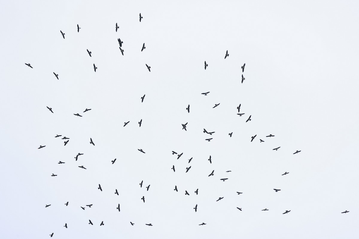 Mississippi Kite - ML643323866