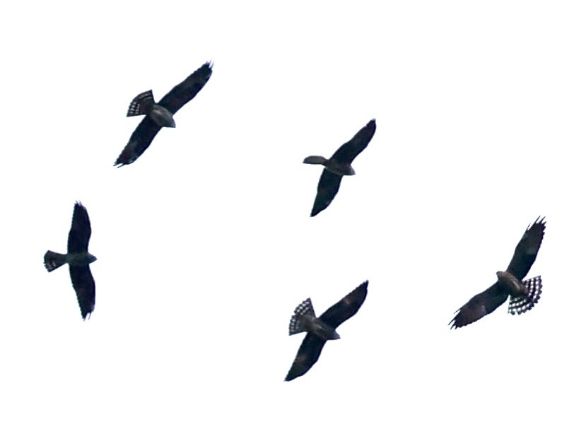 Mississippi Kite - ML643323867