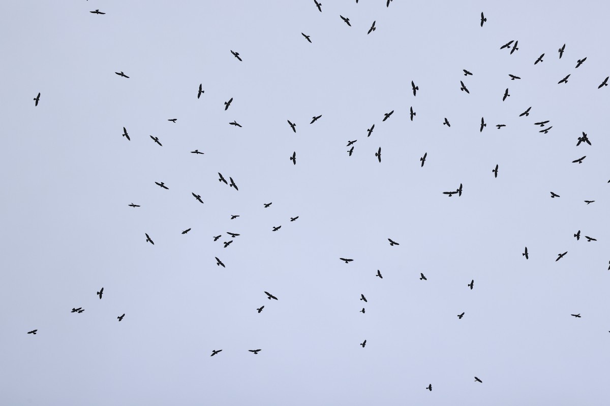 Mississippi Kite - ML643323868