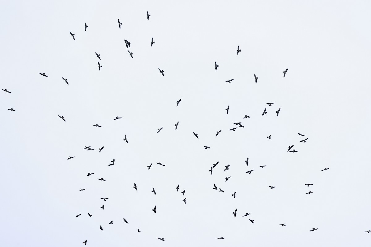 Mississippi Kite - ML643323869