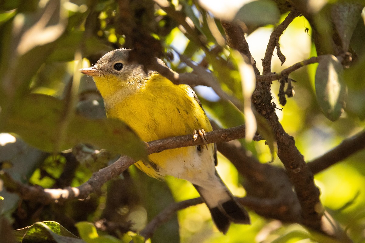 Magnolia Warbler - ML643323876
