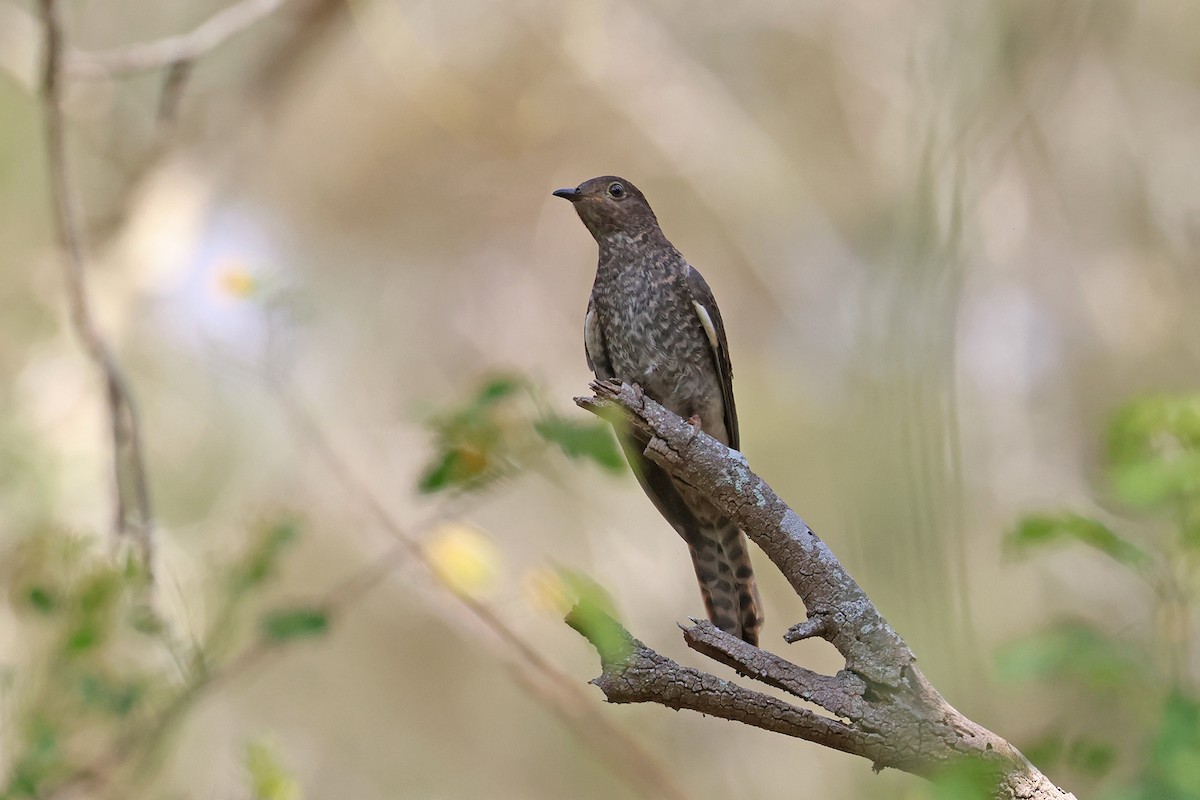 Fan-tailed Cuckoo - ML643323877
