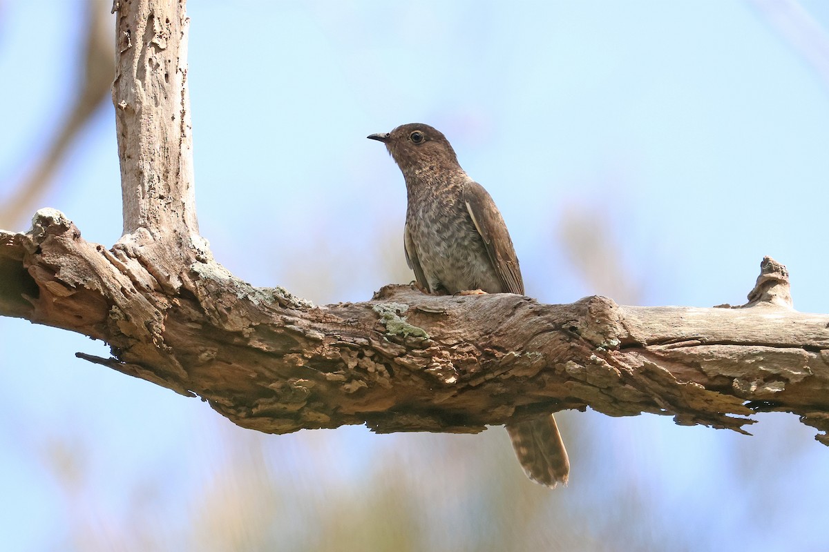 Fan-tailed Cuckoo - ML643323878