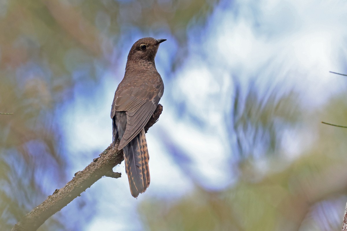 Fan-tailed Cuckoo - ML643323879