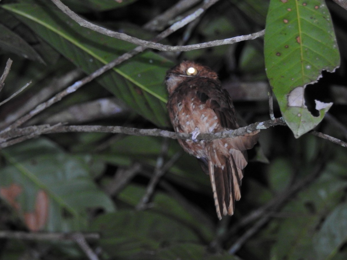 Rufous Potoo - ML643323891