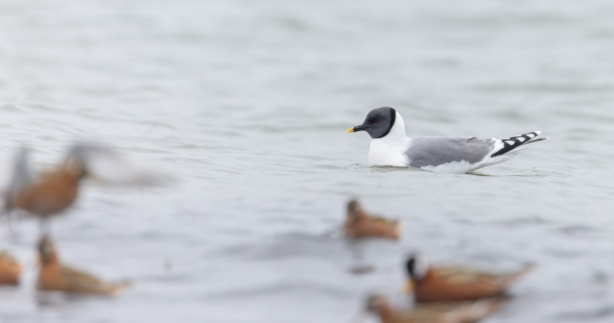 クビワカモメ - ML643323894